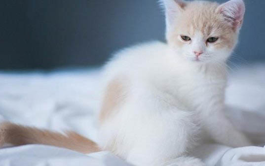 小貓沒精神不吃東西還嘔吐怎么辦