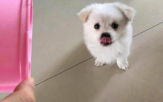 狗口臭的原因分析