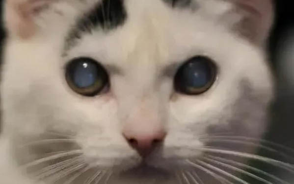 小貓心臟肥大