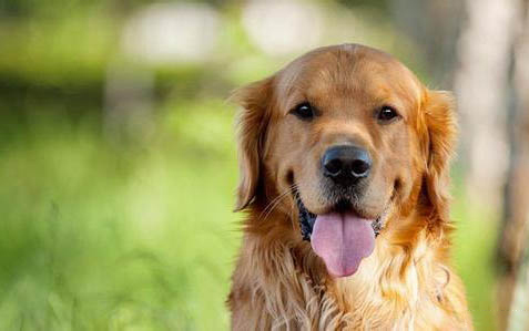 金毛犬如何挑選