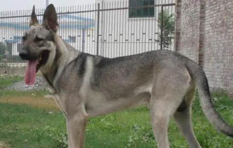 純狼青犬圖片大全