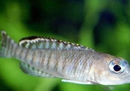 藍眼普通布偶貓多少錢一只