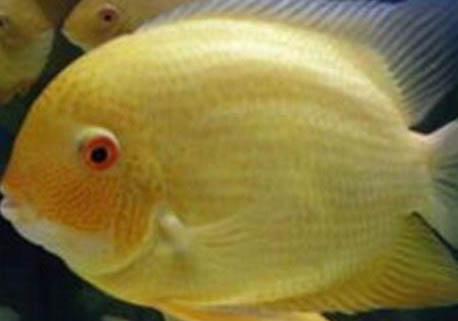 金菠蘿魚的飼養環境