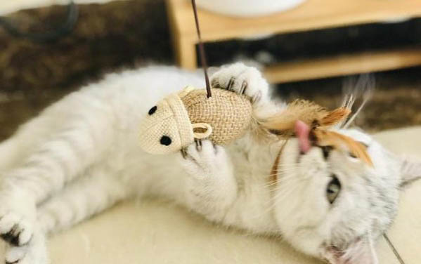 小貓咪淚痕重的原因及處理方法