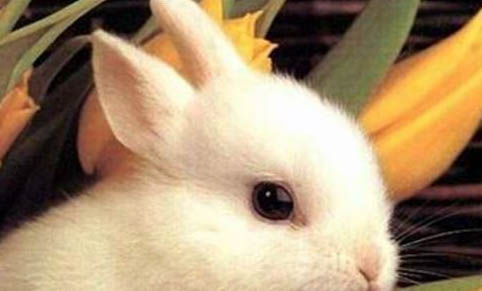 寵物兔子有哪些種類