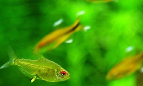 三友創美熱帶魚飼料