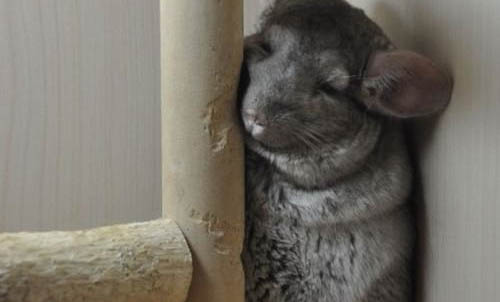 龍貓出生后多久洗澡？