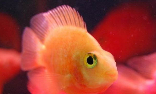 魚沉底不動是不是快要死了