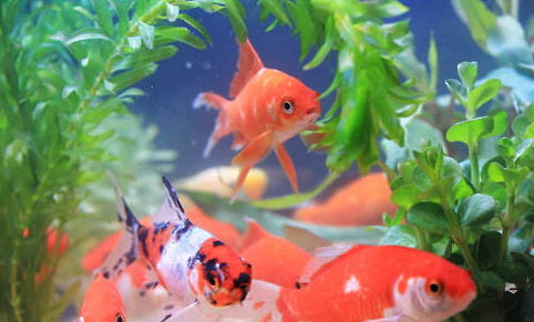 紅虎頭金魚的外形特點