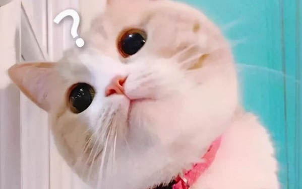 小貓發燒不吃不喝兩天了怎么辦