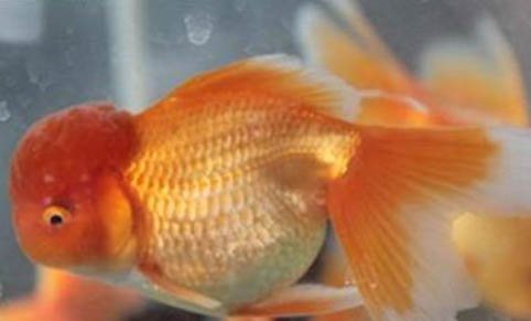 金魚寄生蟲的防治方法
