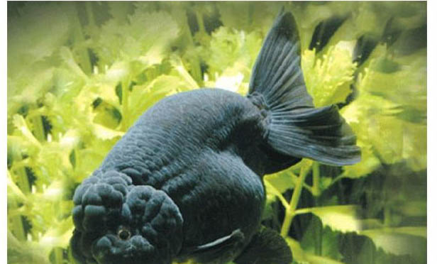 熱帶魚水溫多少合適