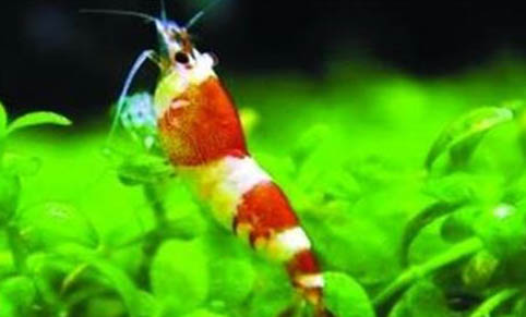 水晶蝦過水要過多久