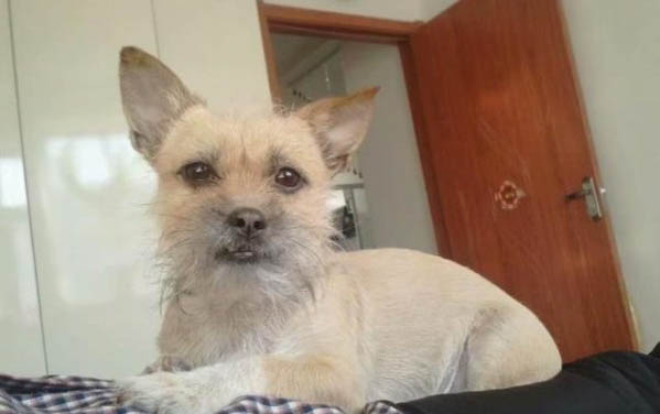 狗狗身上皮屑怎么清除