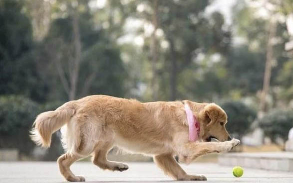 狗狗翻腸子有哪些癥狀