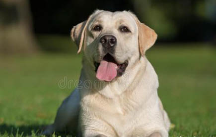 細(xì)小治好狗也廢了