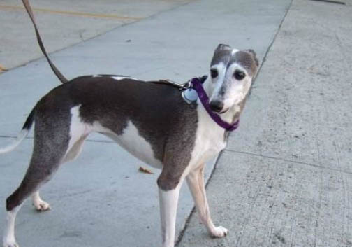 靈緹犬幼犬多少錢一只