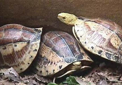 黃額閉殼龜價(jià)格,黃額閉殼龜多少錢