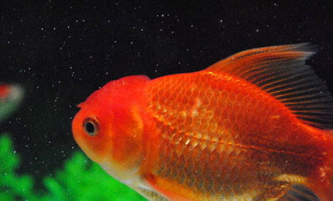 家里養魚水渾怎么處理