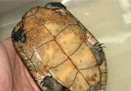 適合新手養的半水龜