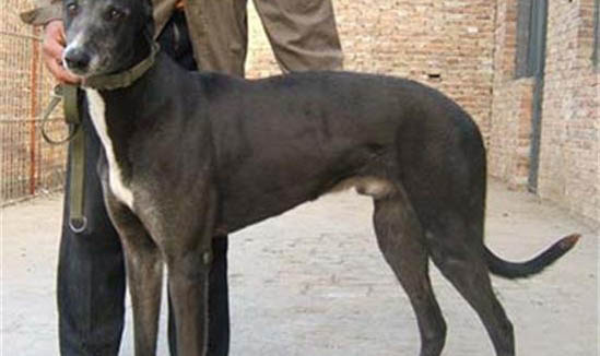 公犬發情期大概持續多久?