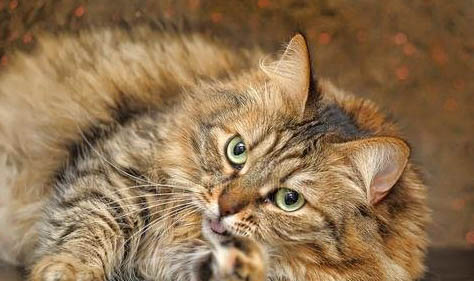 西伯利亞森林貓為什么吃不胖