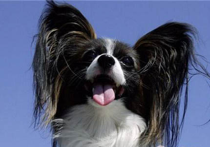 純種蝴蝶犬多少錢一只