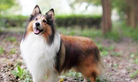 德國(guó)牧羊犬支氣管炎可以洗澡嗎