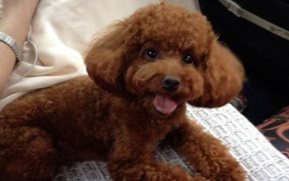 小狗肚子里有蟲子吃什么藥