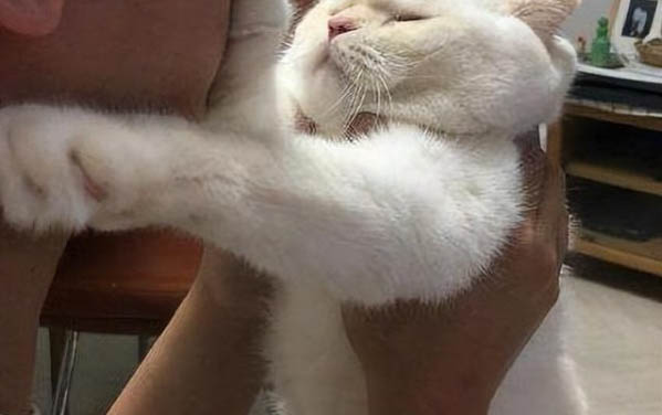 院子里養貓怎么過冬