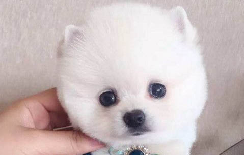俊介犬長大后的樣子