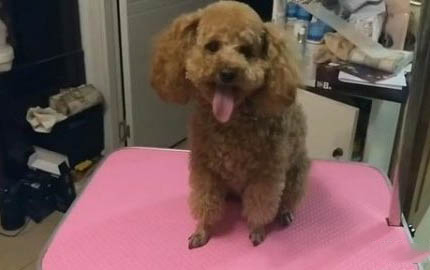 狗狗經常流眼淚怎么回事