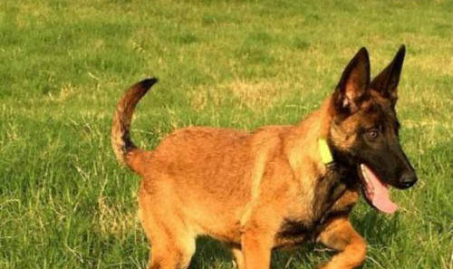 馬犬幼犬如何喂養(yǎng)
