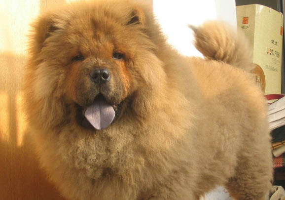 熊獅犬和松獅犬哪個好
