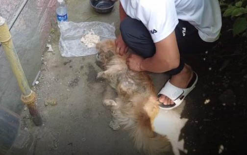 狗狗細小后為什么焦慮不安