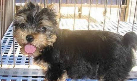 約克夏毛多久可以長到