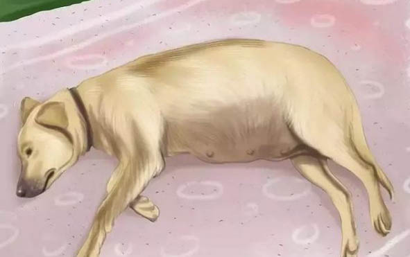 雞蛋煮熟的狗狗能吃么?
