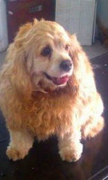 可卡犬的缺點有哪些