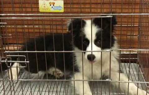 狗狗髕骨脫位吃什么藥保守治療好