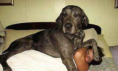 適合女生養的巨型犬有哪些