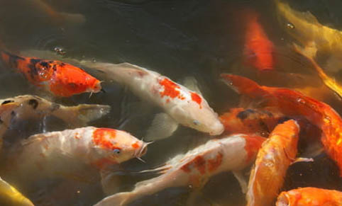 日本錦鯉魚好養嗎