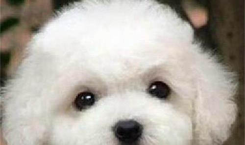 比熊犬長毛還是短毛