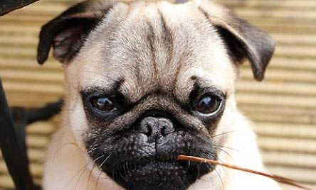 巴哥犬需要訓練什么