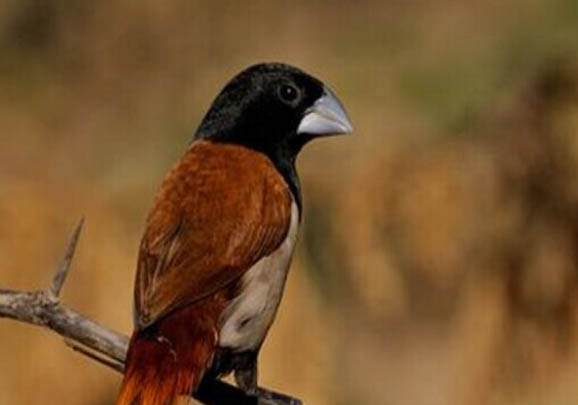 文鳥換毛期注意事項