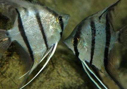 埃及神仙魚好養(yǎng)嗎