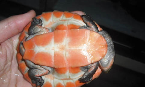 適合新手養(yǎng)的半水龜