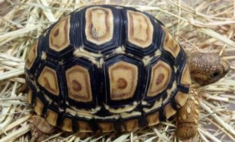 埃及陸龜可以深水養嗎