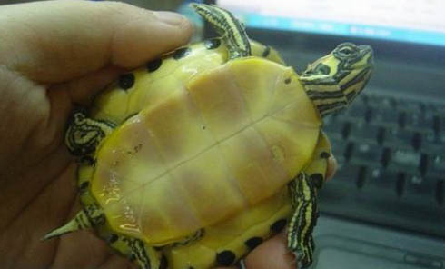 巴西紅耳龜能活多少年