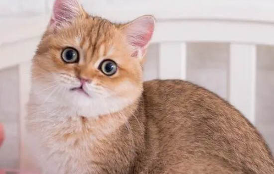 不建議養(yǎng)金漸層的原因