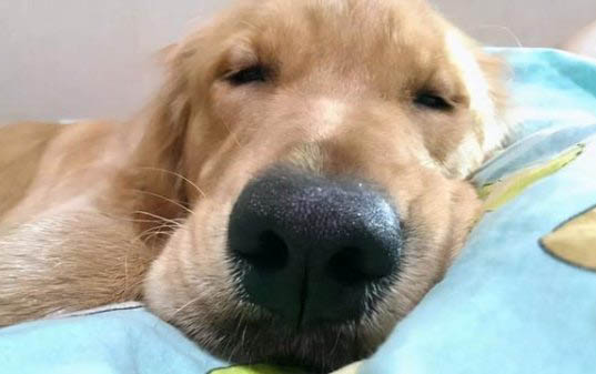 狗狗手術后能吃雞蛋嗎